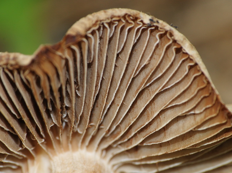 Inocybe sp.